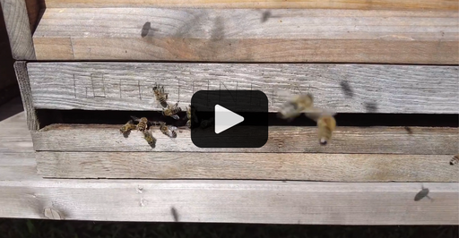 Startbildschirm des Films zu Bienen im Schlossgarten Bruchsal