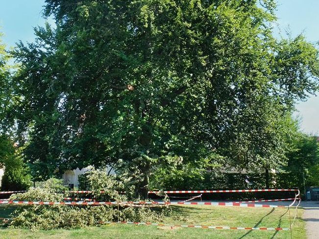 Schloss Bruchsal, Schlossgarten, abgesperrter Bereich wegen Grünastbruch